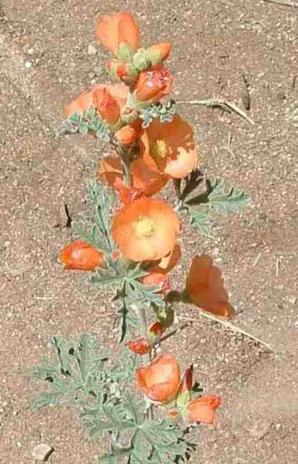 picture of a spheralcia species wich is used by the west coast lady butterfly