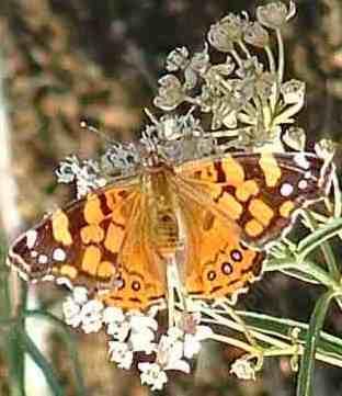 picture of a west coast lady butterfly sipping nectar from a narrow leaf milweed