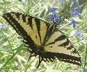  Western Tiger Swallowtail butterfly