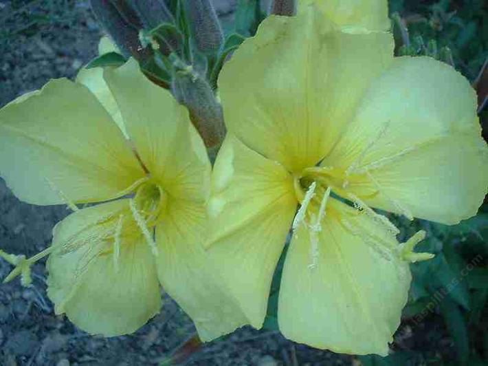 picture of an evening primrose