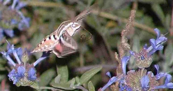 picture of a white lined sphinx moth getting nectar from a sage