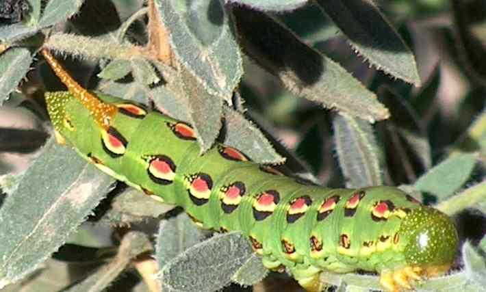 picture of the larva of a white-lined sphinx moth on a California fuchsia