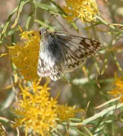 picture of a female large white skipper on a rabbit bush flower