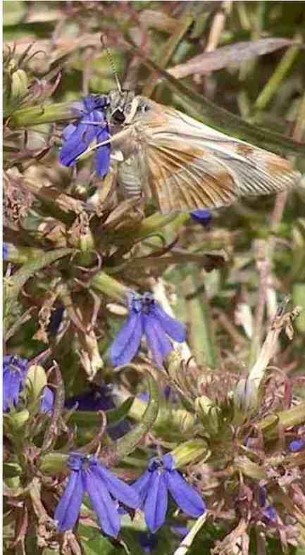picture of a large white skipper butterfly sipping nectar from a California native lobilia