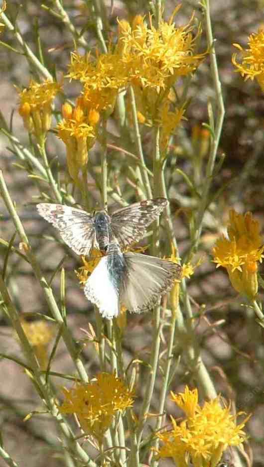 picture of a male and female large white skipper on rabbit brush