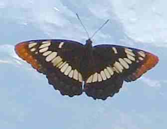 The Lorquin's Admiral is a showy butterfly and quite large