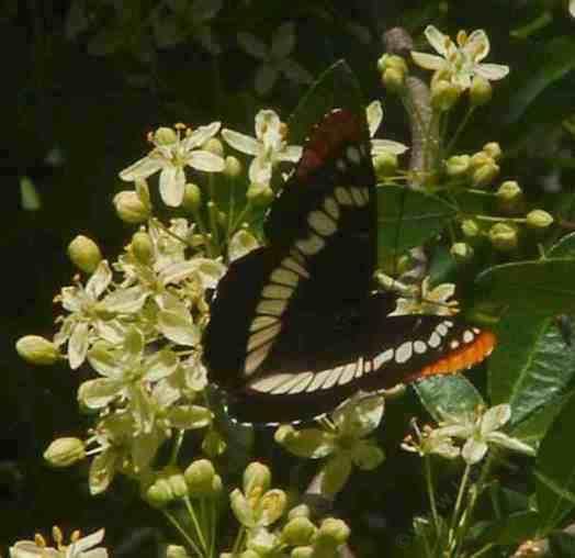 The Lorquain's Admiral is usually found in riparian areas