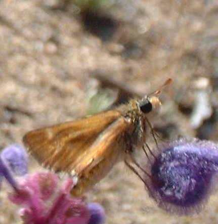 This flavor of Common branded skipper has been called Hesperia comma tildeni, Tilden's Skipper.