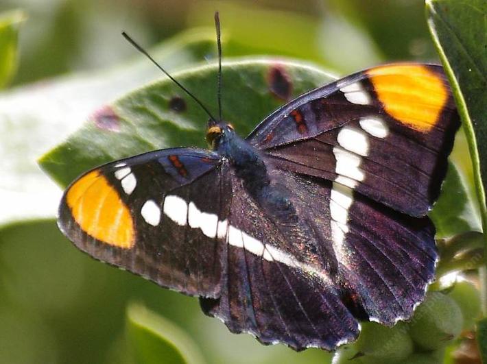 Adelpha bredowii californica, California Sister Butterfly top - grid24_24
