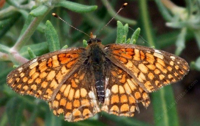 Northern Checkerspot still posing