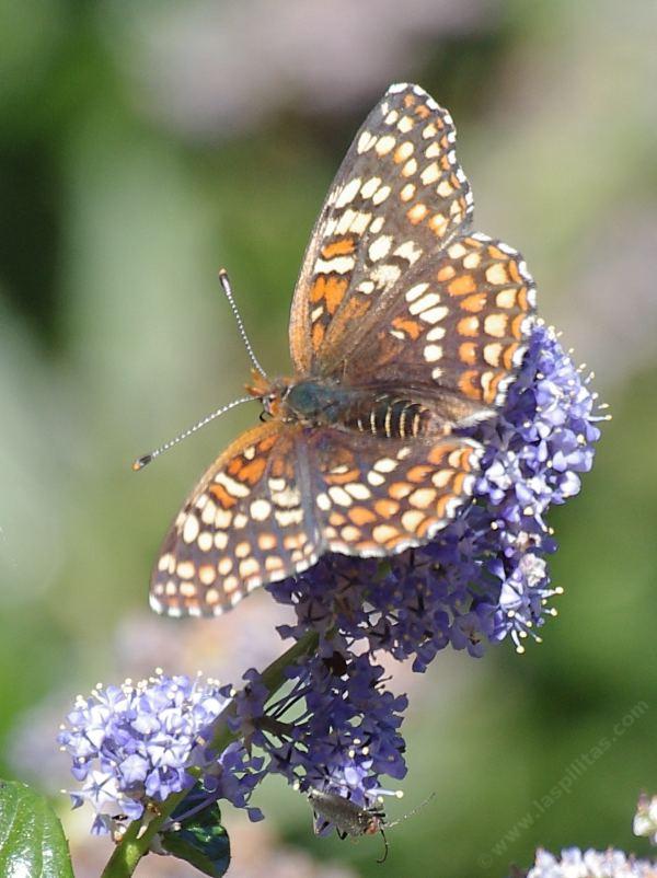 Chlosyne gabbii female