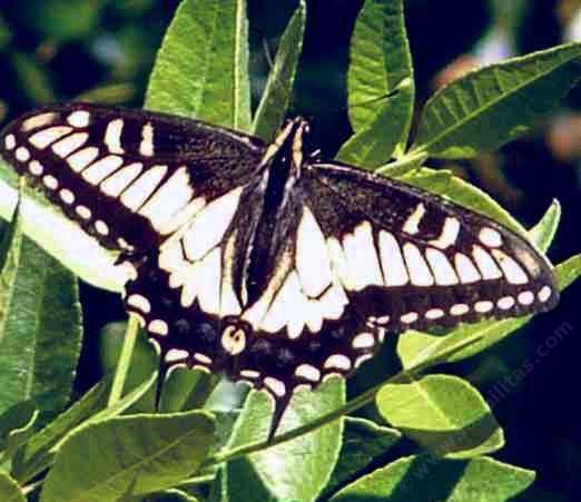 Anise Swallowtail butterfly