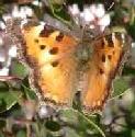 California Tortoise Shell butterfly