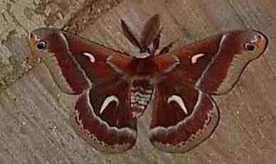 Ceanothus Silk Moth