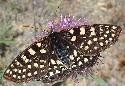  Calecedon Checkerspot butterfly