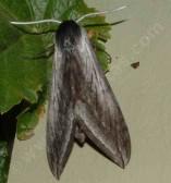 Great Ash Sphinx