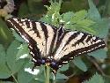 Pale Swallowtail butterfly
