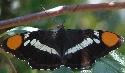 California Sister Butterfly