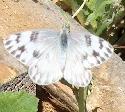 Common White female butterfly