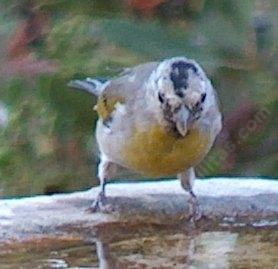 A male Lawrence's goldfinch
