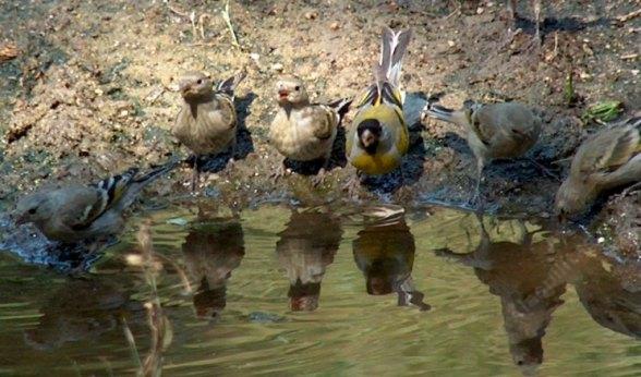 A flock of Lawrence's Goldfinches at a puddle in the Nursery