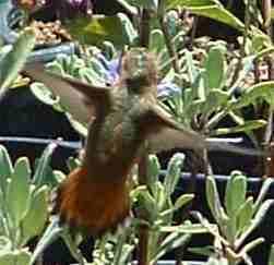The The Allen's hummingbird has a green back and rufus colored tail with green and white tips.