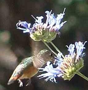 The Allen&squot;s Hummingbird gets nectur from a Salvia "pozo blue" flower
