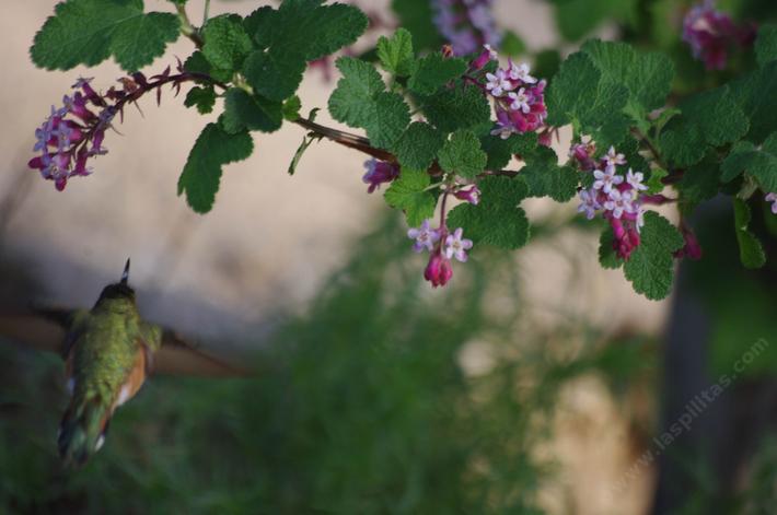 Is it a Rufous or Allen Hummingbird? Only the males know. The plant is Ribes malvaceum, Pink Chaparral Currant.