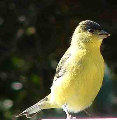 Lawrence's goldfinch watching the dummy on the tractor