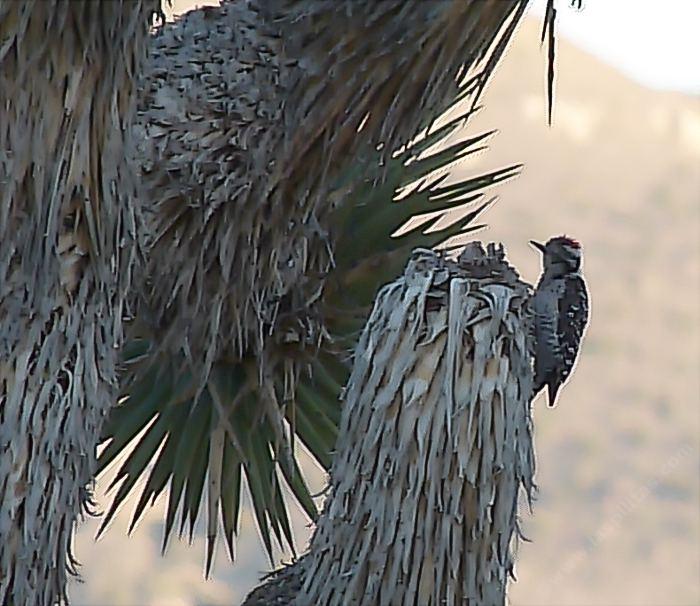 Ladder-backed Woodpecker, Picoides scalaris on a Joshua Tree