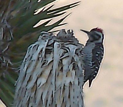 Ladder-backed Woodpecker,
Picoides scalaris - grid24_12