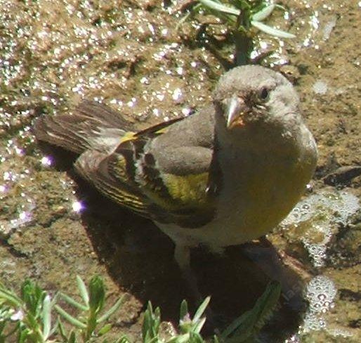 You can call me Larry's goldfinch I guess