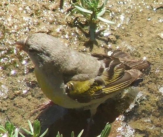 Lawrence's goldfinch poising for picture