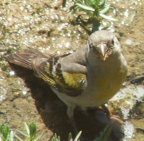 what are you doing? I'm a Lawrence Goldfinch