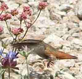 The Allen's humming bird like all hummingbirds is an excellent flier and very aerodynamic.
