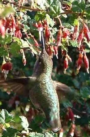 Ribes californicum tolerates part sun, sand, and seasonal flooding. This plant's gooseberry is of medium size.