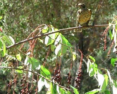 the american robin often feeds near the ground