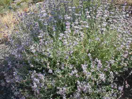 Pozo blue sage is an excellent plant for a herb garden