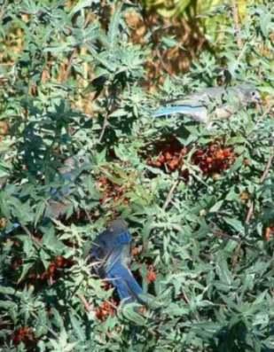 A Western Bluebird eating Mahonia berries