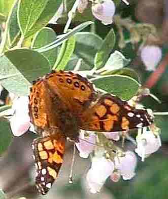 It is nice to attract butterflies to your herb garden