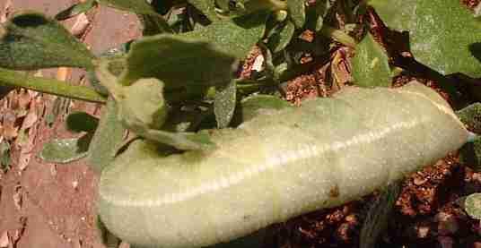 A native caterpillar on a coyote bush. Coyote bush is very important for many insects.