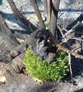 A Coyote bush crown sprouting