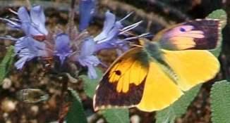 a california dog face butterfly and a bee fly on a salvia pozo blue