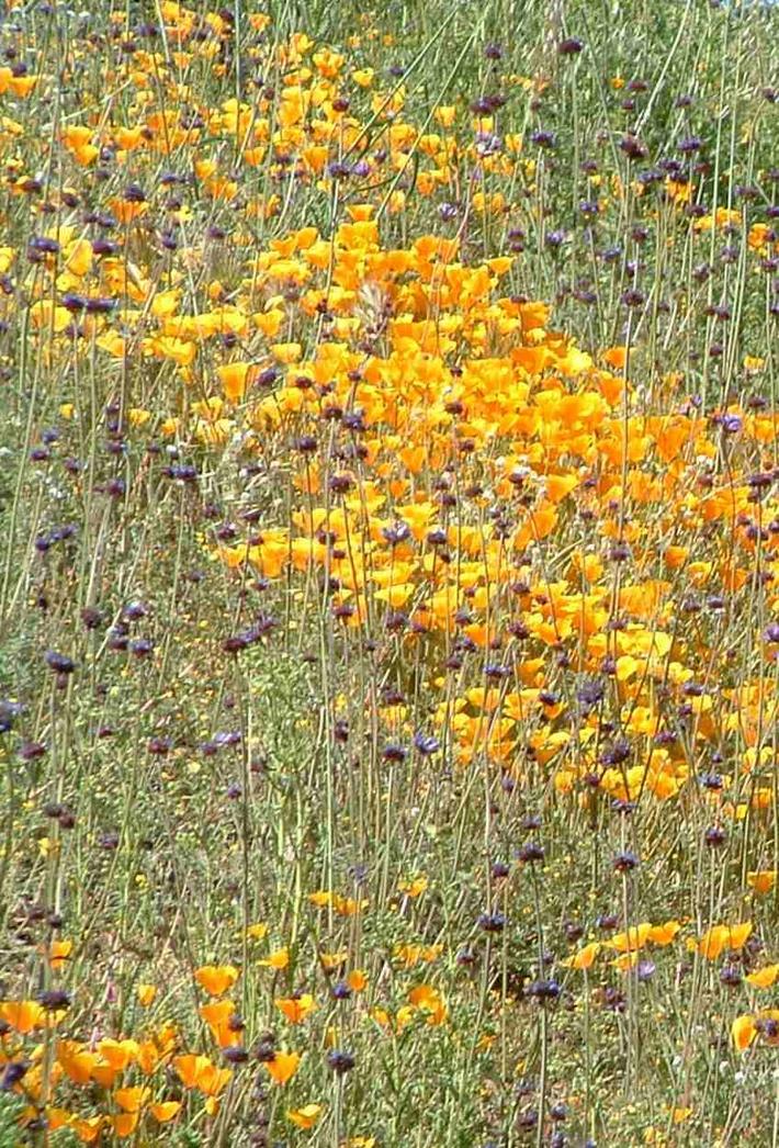 This picture of fire followers shows, Chia, Poppies and Lupines.