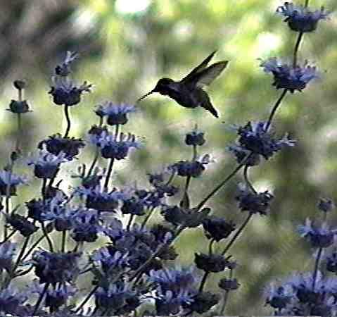 A hummingbird on Salvia Brandegii, a native Island Black Sage from California