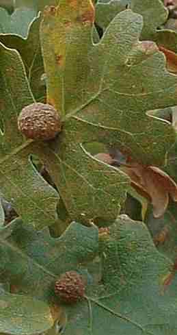 Leaf gall is a minor problem on many plants.