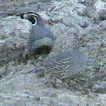 The quail is sometimes called a California chicken.
