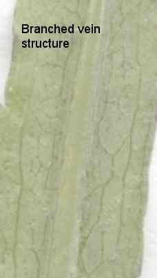 Branched vein structure on a leaf - grid24_6