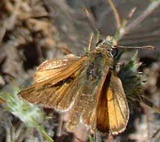 A Skipper on a something, woollyblue curls.