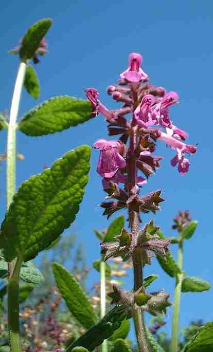 hedge nettle is a fragrant herb that attracts hummingbirds to your garden